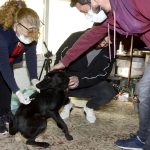<strong>El Municipio vacunó a más de 250 perros y gatos en Don Francisco tras el hallazgo de un murciélago con rabia </strong>