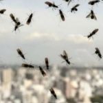 <strong>Informan sobre la aparición de hormigas voladoras </strong>