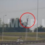 <strong>Las cámaras del CIMoPU captaron a dos individuos que robaban luminarias en Ruta 9</strong>