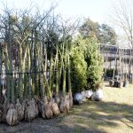 El Vivero Municipal suma árboles para plantar en la ciudad