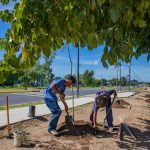 Siguen los trabajos de plantación en la avenida Alfonsín